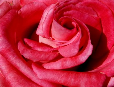 Rose details #13