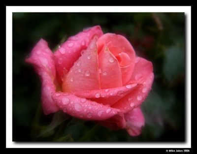 Rose detail #15