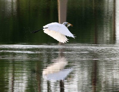 8. Egrets 8-15-12 058-web.jpg