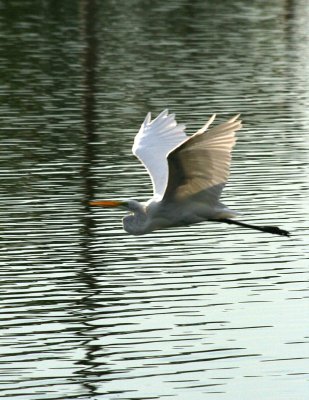 Egrets 8-15-12 012-web.jpg