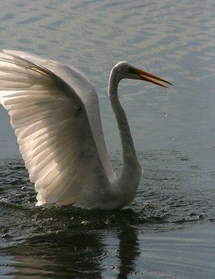 Egrets 8-15-12 118-web.jpg