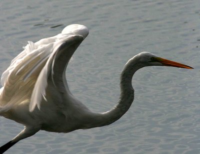 Egrets 8-15-12 120-web.jpg