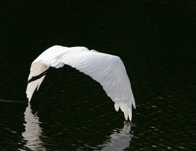 Egrets 8-15-12 121-web.jpg