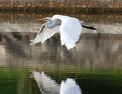 Egrets 8-15-12 157-web.jpg
