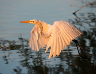 Egrets 8-2012 034-web.jpg