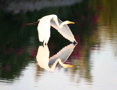 Egrets 8-2012 094-web.jpg