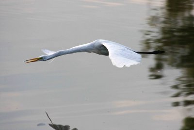 Egrets at Play