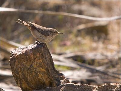 Rock Wren