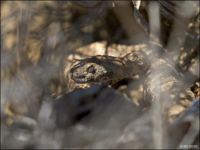 Speckled Rattlesnake