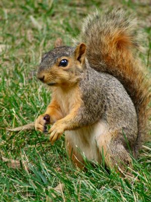 Wildlife Photographs