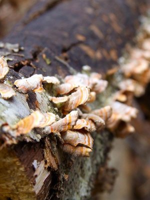 shelf fungi2.jpg
