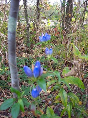 blue wildflowers.jpg
