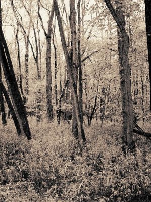 experiment in contrast and sepia.jpg