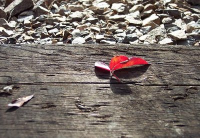 leaf on a railroad tie.jpg