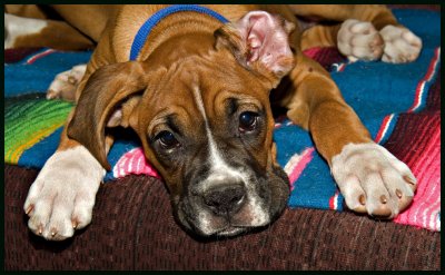 opal at peace 12 wks 4781.jpg