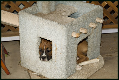 resting in the cat house 4814w.jpg