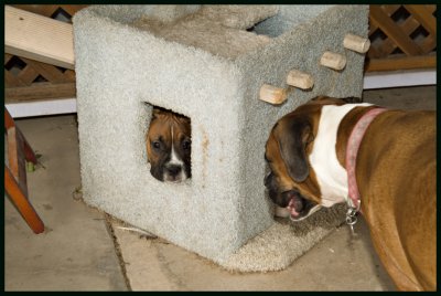 ruby trying to talk opal out 4813w.jpg