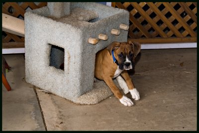 leaving the cat house 4805w.jpg