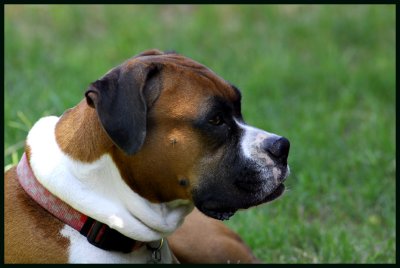 ruby photo by greg 0221w.jpg