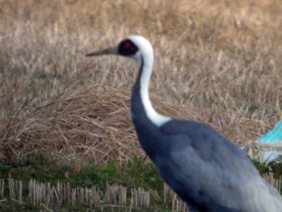 White-naped Crane