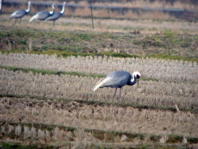 White-naped Crane