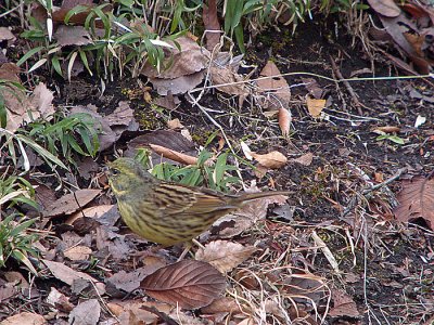 Black-faced Bunting