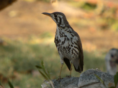 Groundscraper Thrush
