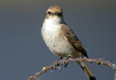 Marrico flycatcher