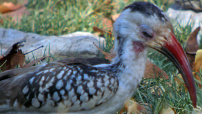 Red Billed  Hornbill