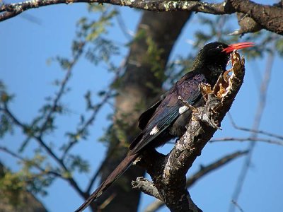 Redbilled Woodhoopoe