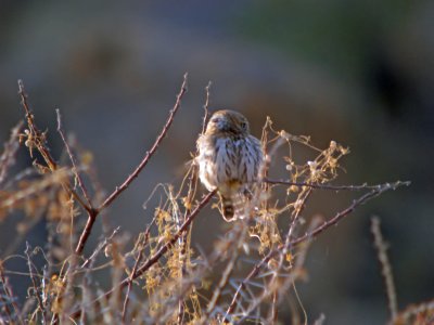 Pearl spotted owlet