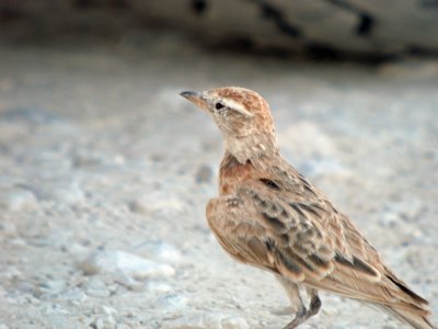 Red Capped Lark