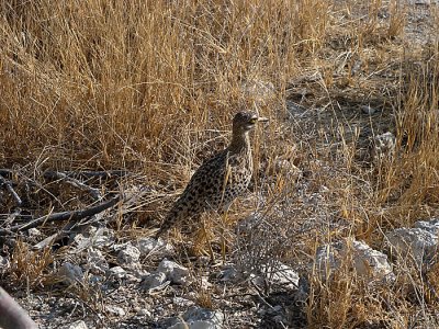 Spotted Thick-Knee