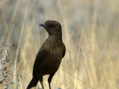 Anteating Chat