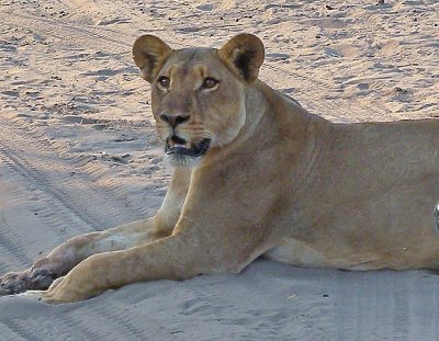 Lejon