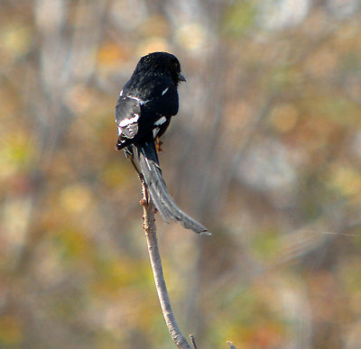 Magpie Shrike
