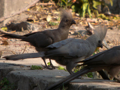 Grey Go-Away-Bird