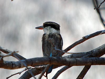 Striped Kingfisher