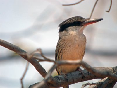 Striped Kingfisher
