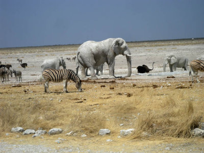 Etosha