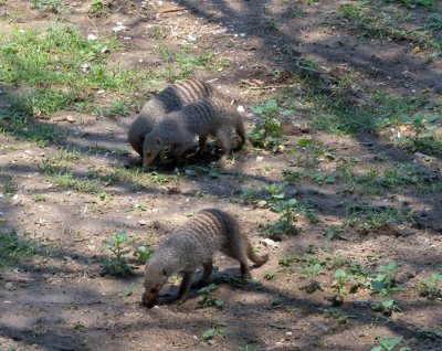 Banded Moongouse