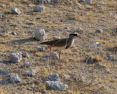 Crowned Lapwing