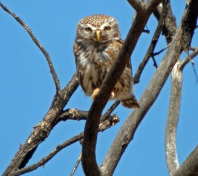 Pearl Spotted Owlett