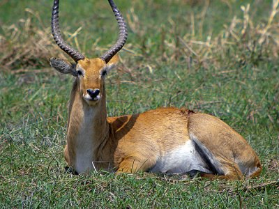 Lechwe