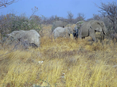 Elefant