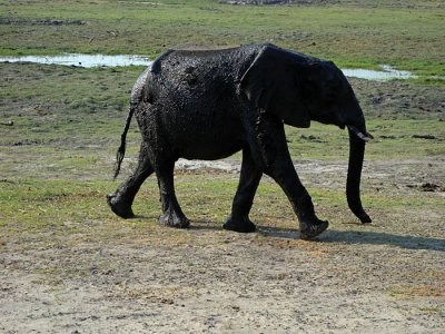 Elefant