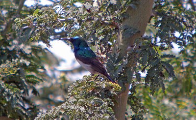 White-Bellied Sunbird
