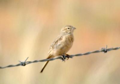 White Throated Canary