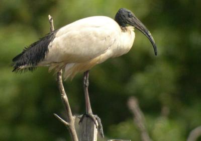 Sacred Ibis