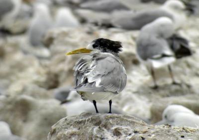 Swift Tern
